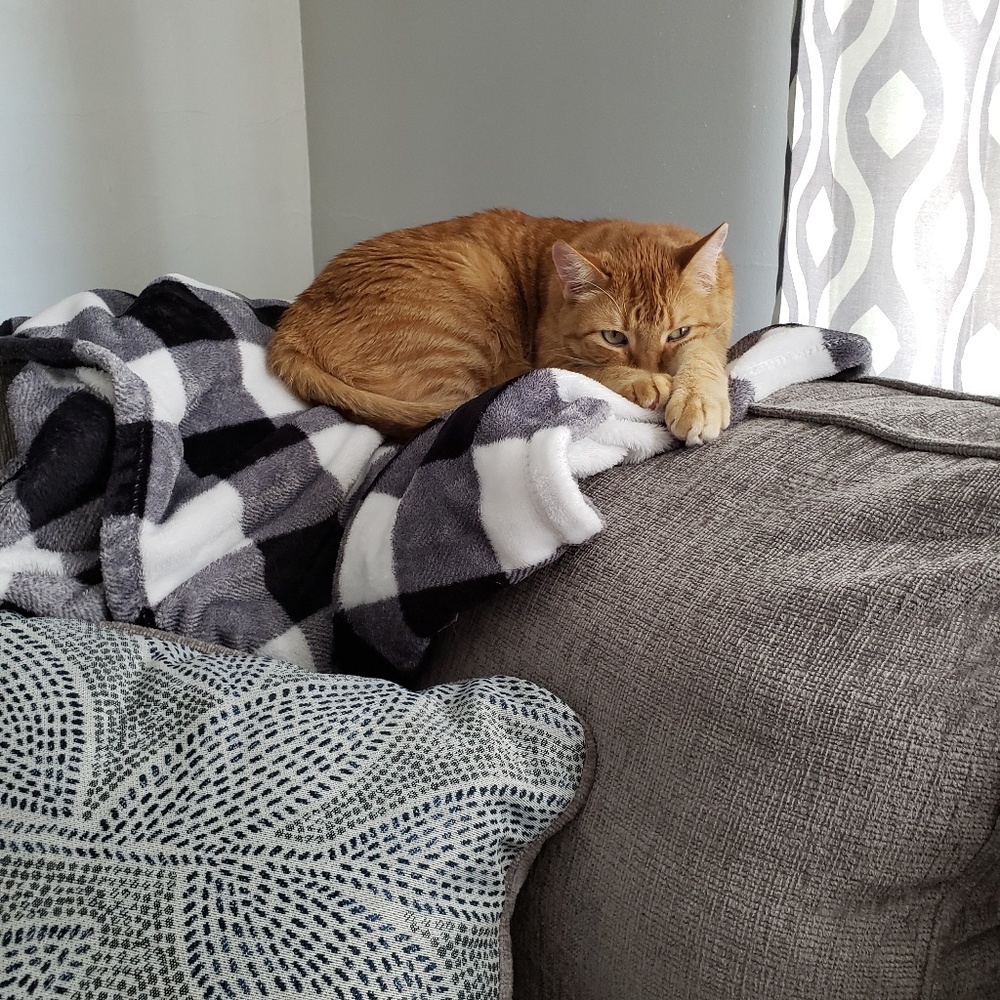 Cat friendly home